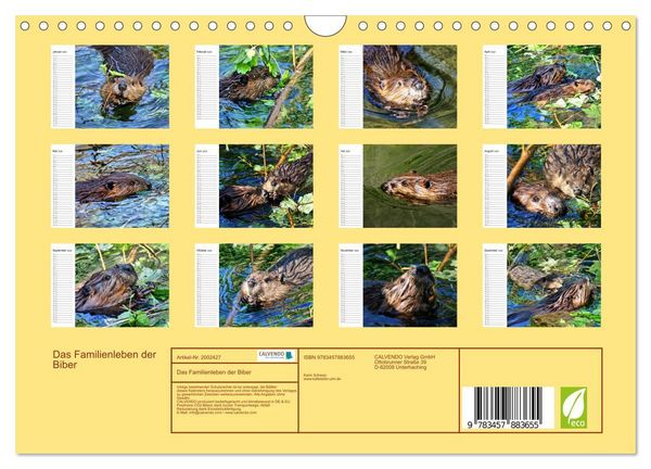 Produktbild: Das Familienleben der Biber (Wandkalender 2026 DIN A4 quer), CALVENDO Monatskalender