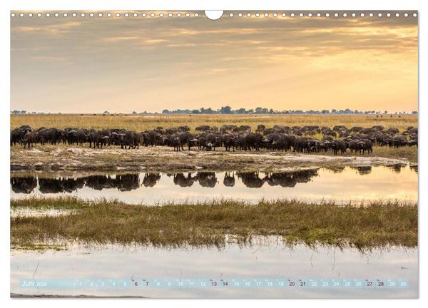 Produktbild: Chobe River - Eine spannende Flussfahrt in Botswana (Wandkalender 2026 DIN A3 quer), CALVENDO Monatskalender