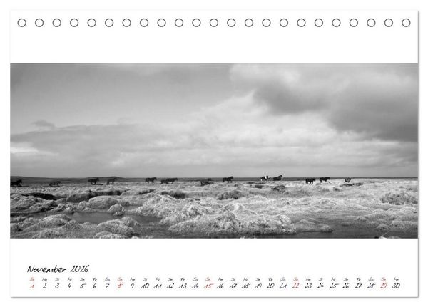Produktbild: Islandpferde von Brimilsvellir (Tischkalender 2026 DIN A5 quer), CALVENDO Monatskalender