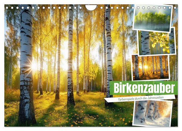 Birkenzauber (Wandkalender 2026 DIN A4 quer), CALVENDO Monatskalender