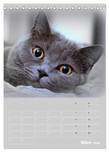 Produktbild: Graue Engel - Britischkurzhaar-Katzen (Tischkalender 2026 DIN A5 hoch), CALVENDO Monatskalender