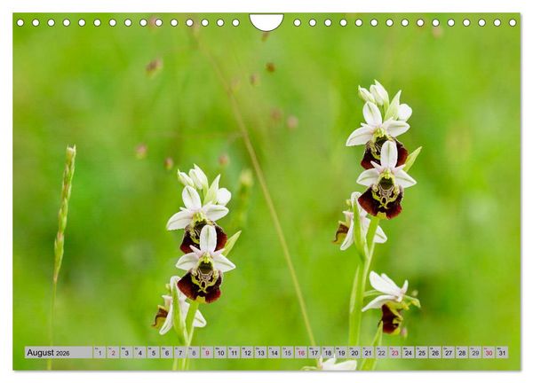 Produktbild: Orchideenwiese 2026 (Wandkalender 2026 DIN A4 quer), CALVENDO Monatskalender