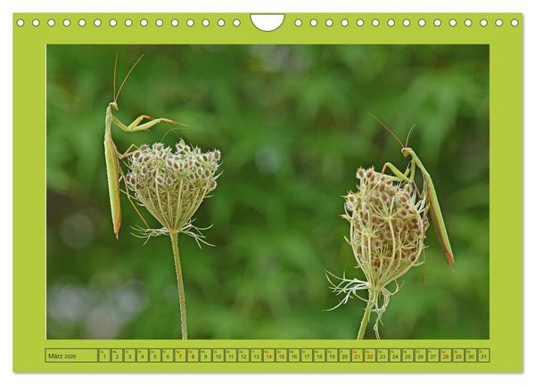 Produktbild: Die Gottesanbeterin Mantis Religiosa (Wandkalender 2026 DIN A4 quer), CALVENDO Monatskalender