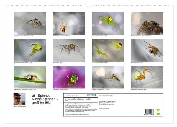 Produktbild: ui - Spinne. Kleine Spinnen - gro&szlig; im Bild (Wandkalender 2026 DIN A2 quer), CALVENDO Monatskalender