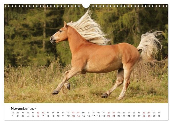 Produktbild: PFERDE - Zwischen Himmel, Erde und Hufschlag (Wandkalender 2027 DIN A3 quer), CALVENDO Monatskalender