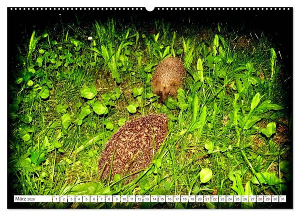 Produktbild: Mein Haus-Igel (Wandkalender 2026 DIN A2 quer), CALVENDO Monatskalender