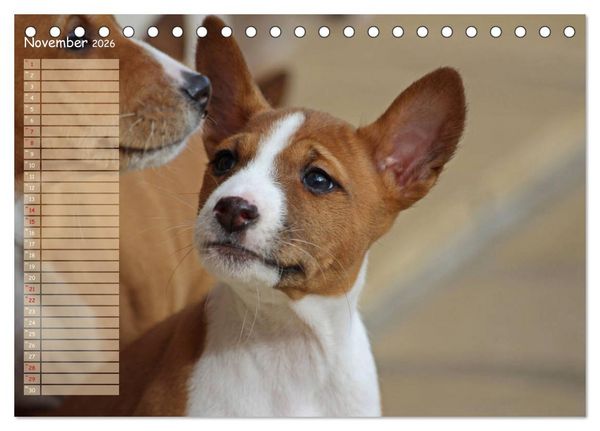 Produktbild: Basenji, der Kongo-Terrier (Tischkalender 2026 DIN A5 quer), CALVENDO Monatskalender