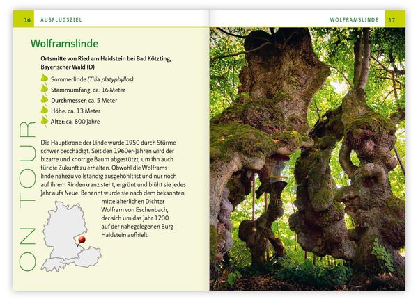 Produktbild: Die Linde &ndash; Baum der Heilung und Harmonie