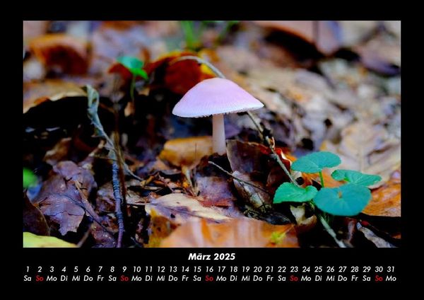 Produktbild: Pilzkalender 2025 Fotokalender DIN A3
