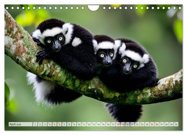 Produktbild: Wildes Leben im Regenwald (Wandkalender 2026 DIN A4 quer), CALVENDO Monatskalender