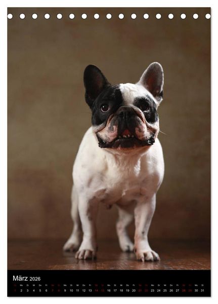 Produktbild: Bullys mit Charme - Franz&ouml;sische Bulldoggen im Portrait (Tischkalender 2026 DIN A5 hoch), CALVENDO Monatskalender