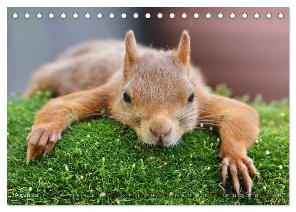 Produktbild: Eichh&ouml;rnchen in zauberhaften Posen (Tischkalender 2026 DIN A5 quer), CALVENDO Monatskalender