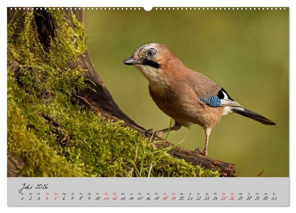 Produktbild: Bunte V&ouml;gel am Futterplatz (Wandkalender 2026 DIN A2 quer), CALVENDO Monatskalender