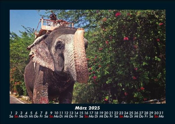 Produktbild: Der Elefantenkalender 2025 Fotokalender DIN A5