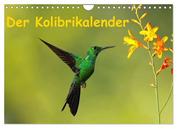 Produktbild: Der Kolibrikalender (Wandkalender 2026 DIN A4 quer), CALVENDO Monatskalender