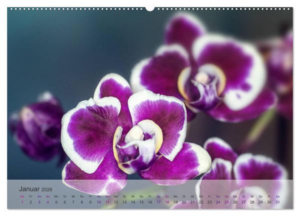Produktbild: Phalaenopsis - die zauberhafte Welt der Orchideen (Wandkalender 2026 DIN A2 quer), CALVENDO Monatskalender