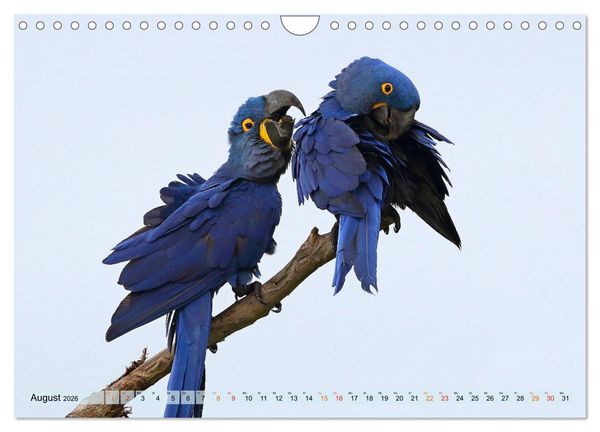 Produktbild: Aras im Pantanal (Wandkalender 2026 DIN A4 quer), CALVENDO Monatskalender