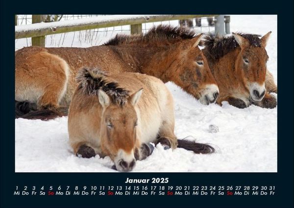 Produktbild: Die Welt der Pferde 2025 Fotokalender DIN A4