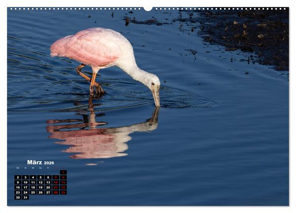Produktbild: Floridas wunderbare Vogelwelt (hochwertiger Premium Wandkalender 2026 DIN A2 quer), Kunstdruck in Hochglanz