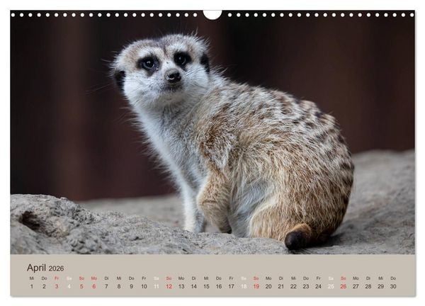 Produktbild: Quirlige Erdm&auml;nnchen (Wandkalender 2026 DIN A3 quer), CALVENDO Monatskalender