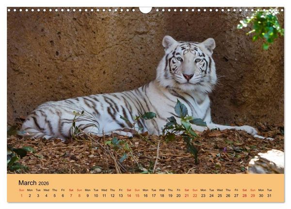 Produktbild: Just Bengal Tigers (Wall Calendar 2026 DIN A3 landscape), CALVENDO 12 Month Wall Calendar