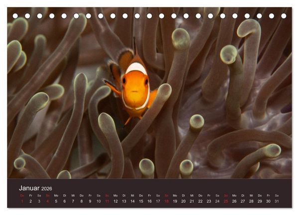 Produktbild: Meerestiere unter der Lupe - Unterwasserkalender (Tischkalender 2026 DIN A5 quer), CALVENDO Monatskalender