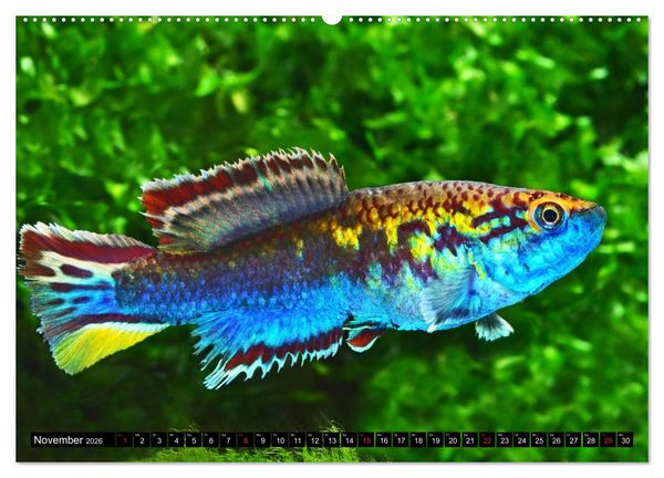 Produktbild: Bunte Fische der Welt - Killifische (Wandkalender 2026 DIN A2 quer), CALVENDO Monatskalender