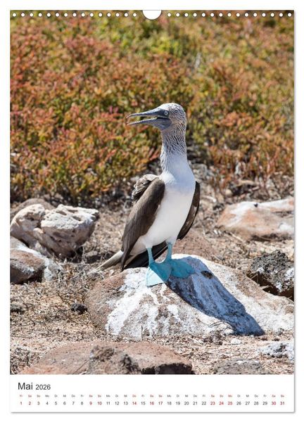 Produktbild: Galapagos - Atemberaubende Tierwelt (Wandkalender 2026 DIN A3 hoch), CALVENDO Monatskalender
