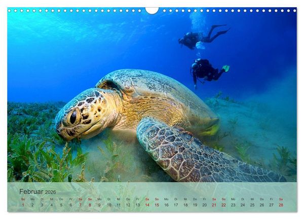 Produktbild: Erlebnis Tauchen - faszinierende Unterwasserwelt (Wandkalender 2026 DIN A3 quer), CALVENDO Monatskalender