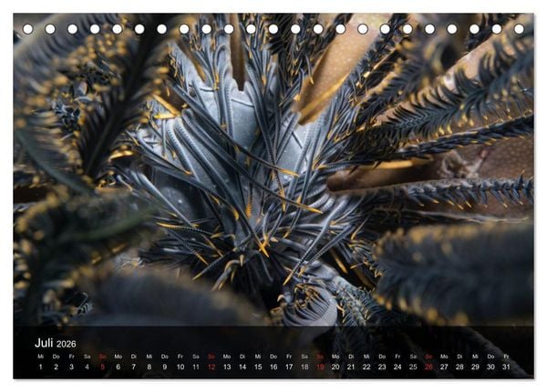 Produktbild: Unterwasser Strukuren (Tischkalender 2026 DIN A5 quer), CALVENDO Monatskalender
