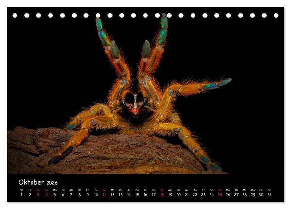 Produktbild: Mystische Vogelspinnen (Tischkalender 2026 DIN A5 quer), CALVENDO Monatskalender