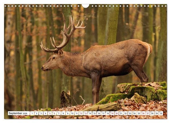 Produktbild: Waldtiere (Wandkalender 2026 DIN A3 quer), CALVENDO Monatskalender