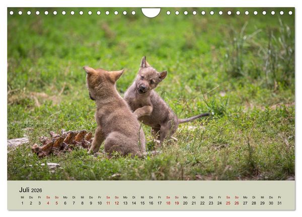 Produktbild: Wolfsrudel (Wandkalender 2026 DIN A4 quer), CALVENDO Monatskalender
