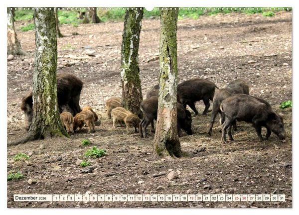 Produktbild: Wildschweine - Tiere aus unseren W&auml;ldern (Wandkalender 2026 DIN A2 quer), CALVENDO Monatskalender