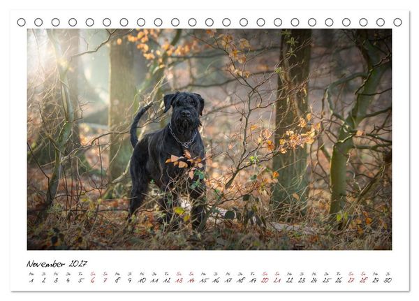 Produktbild: Riesenschnauzer - Herz auf vier Pfoten (Tischkalender 2027 DIN A5 quer), CALVENDO Monatskalender