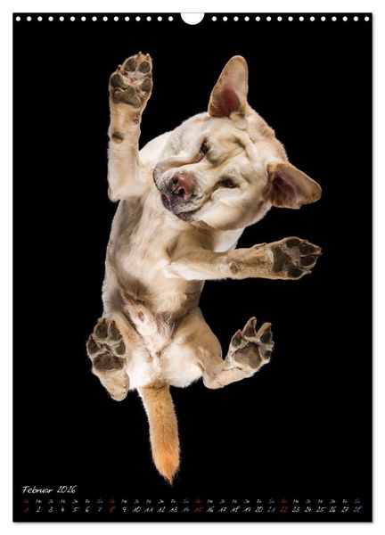 Produktbild: Down Under - Hunde auf der Glasplatte (Wandkalender 2026 DIN A3 hoch), CALVENDO Monatskalender