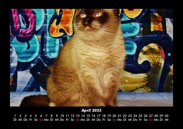 Produktbild: F&uuml;r Katzenfreunde 2025 Fotokalender DIN A3
