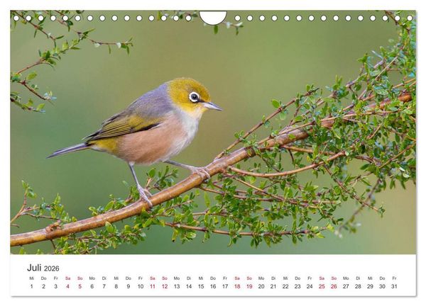 Produktbild: Singv&ouml;gel aus Australien (Wandkalender 2026 DIN A4 quer), CALVENDO Monatskalender
