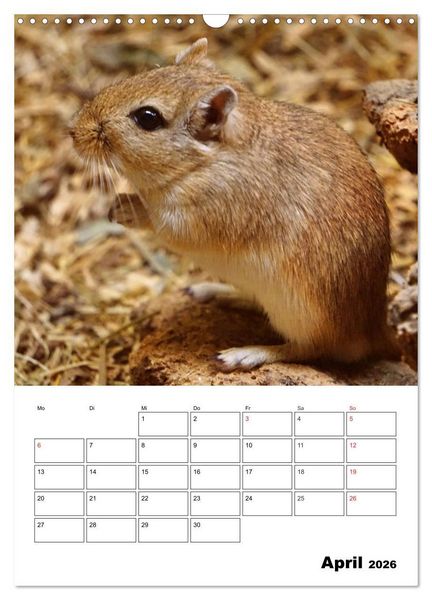 Produktbild: Lustige Rennm&auml;use (Wandkalender 2026 DIN A3 hoch), CALVENDO Monatskalender