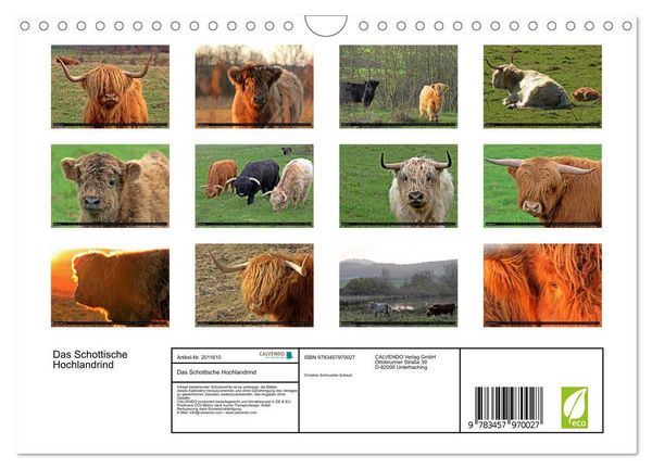 Produktbild: Das Schottische Hochlandrind (Wandkalender 2026 DIN A4 quer), CALVENDO Monatskalender
