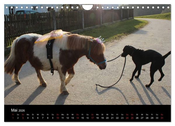 Produktbild: Der schwarze Hund und seine Freunde (Wandkalender 2026 DIN A4 quer), CALVENDO Monatskalender