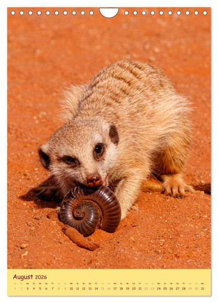 Produktbild: Erdm&auml;nnchen - Eine Kolonie in der Kalahari (Wandkalender 2026 DIN A4 hoch), CALVENDO Monatskalender