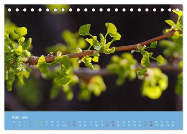 Produktbild: Geliebter Ginkgo (Tischkalender 2026 DIN A5 quer), CALVENDO Monatskalender