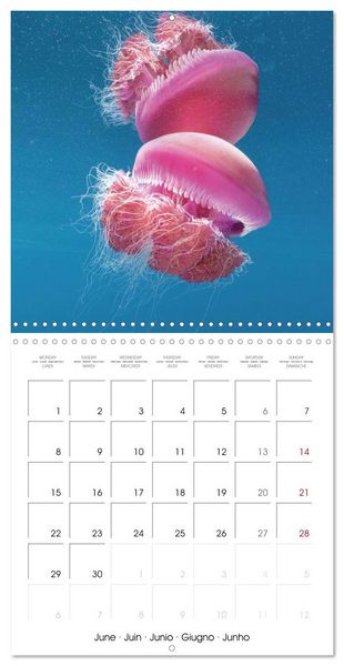 Produktbild: Diving in the deep blue sea (Wall Calendar 2026 12 &times; 12 Inch) CALVENDO 12 Month Wall Calendar