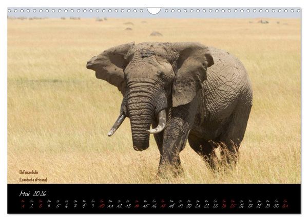 Produktbild: Faszination Afrika - wilde Tiere der Masai Mara - Kenia (Wandkalender 2026 DIN A3 quer), CALVENDO Monatskalender
