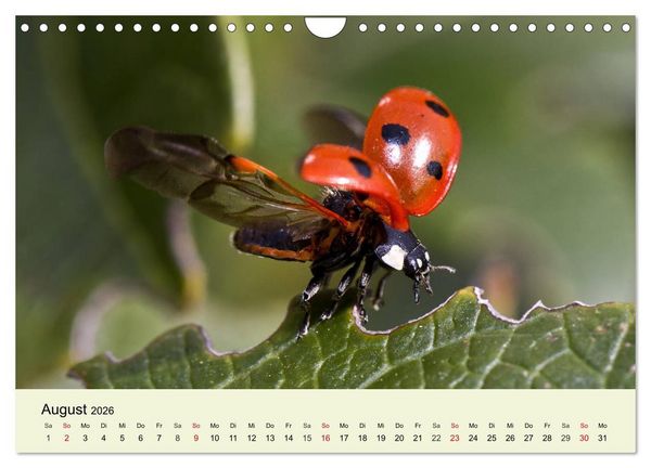 Produktbild: Insekten. Faszinierend und wichtig (Wandkalender 2026 DIN A4 quer), CALVENDO Monatskalender