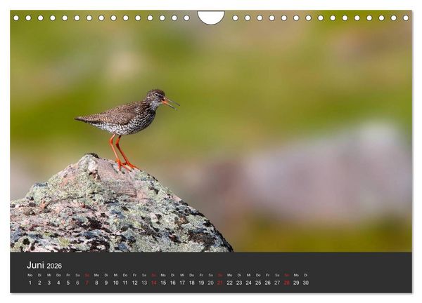 Produktbild: V&ouml;gel im Norden Europas (Wandkalender 2026 DIN A4 quer), CALVENDO Monatskalender