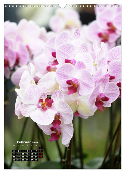 Produktbild: Kleine Orchideensch&auml;tze (Wandkalender 2026 DIN A3 hoch), CALVENDO Monatskalender