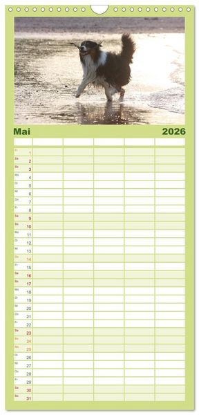 Produktbild: Familienplaner 2026 - Australian Shepherd - H&uuml;tehunde mit Familienanschluss mit 5 Spalten (Wandkalender, 21 x 45 cm) CALVENDO