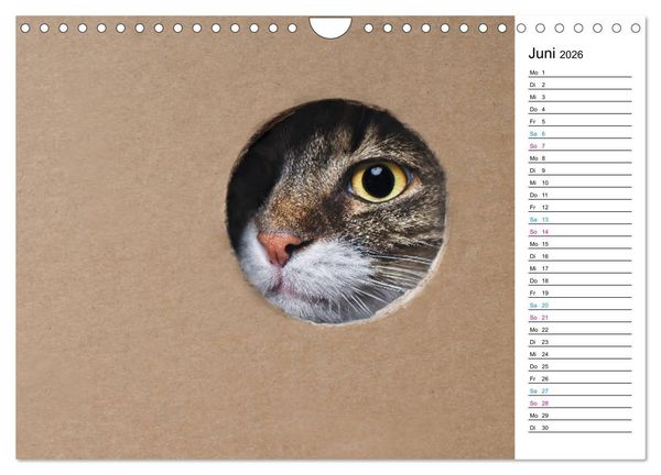 Produktbild: Karton Katzen (Wandkalender 2026 DIN A4 quer), CALVENDO Monatskalender